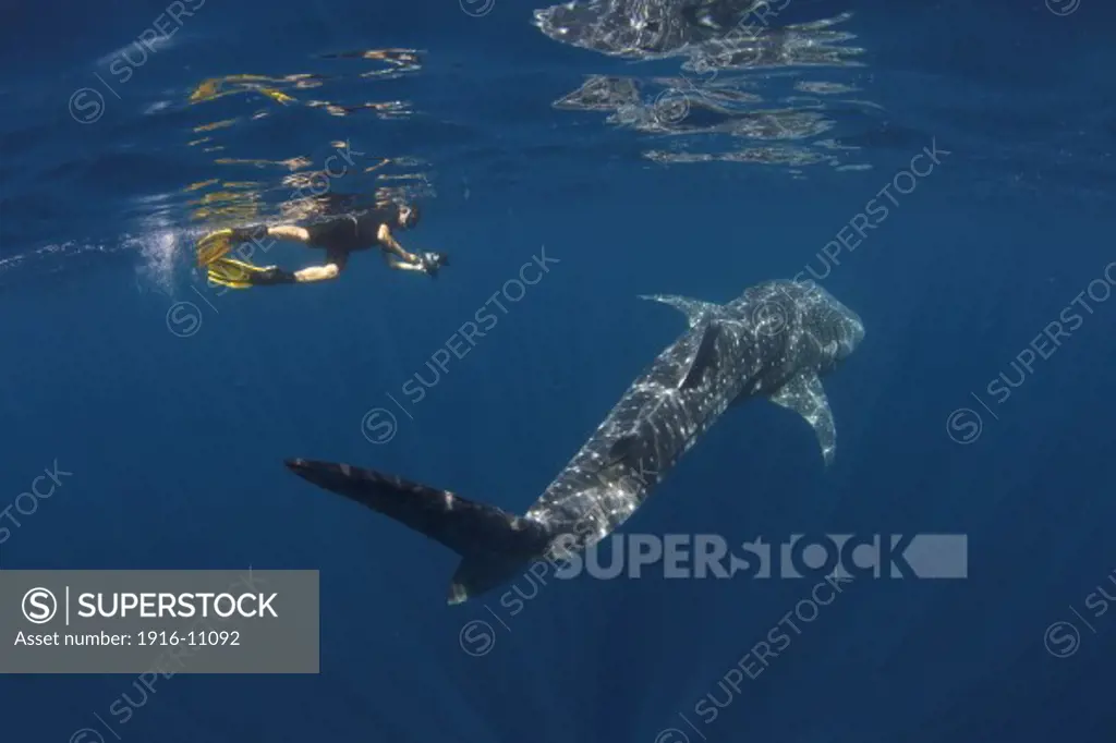 A researcher of the LAMAVE (large marine vertebrate) project taking a photo ID of a whale shark in Southern Leyte, Philippines. Photo identification of whale sharks is an important part in understanding more about this majestic animal.