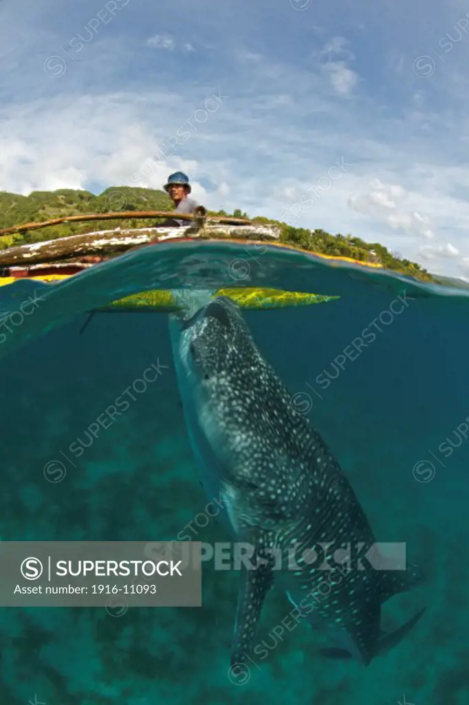 A whale shark (Rhincodon types) feeds underneath a fisherman's boat. In Oslob, Philippines, fishermen have made this practice into a controversial tourist attraction since late 2011.