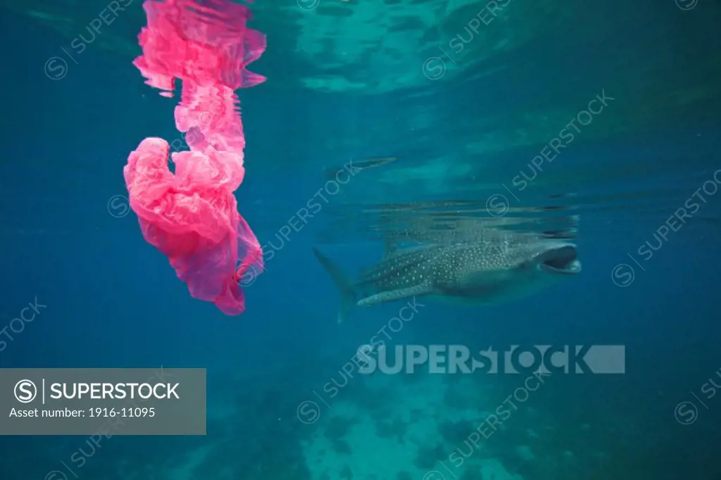 A whale shark swims by while a plastic bag floats around. Plastic kills way too much marine life.  A whale shark (Rhincodon typus) swims by a plastic bag. Pollution like this can have negative effects on all marine life.