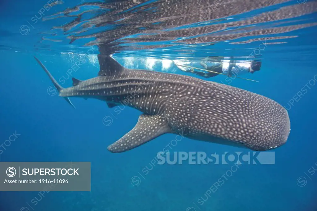 A whale shark (Rhincodon types) researcher is getting ready to take a biopsy sample. These biopsy samples can tell science a lot about whale sharks. THese sharks are the biggest fish in the world but there's still a lot that remains unknown about them.
