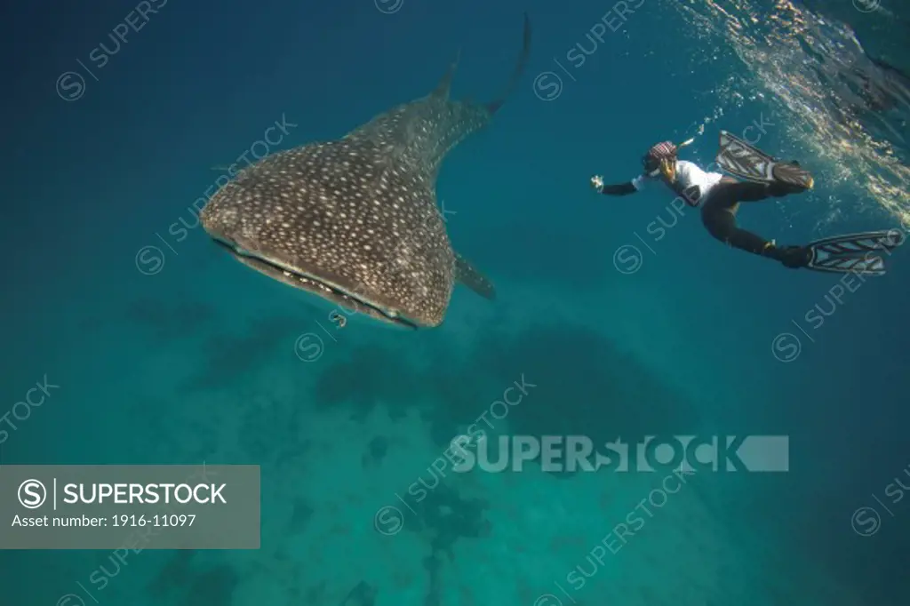 A whale shark (Rhincodon typus) researcher taking a photo ID of this shark. Photo ID is a very effective way of identifying individual sharks. Every whale shark has it's own distinctive pattern of spots just like a fingerprint.