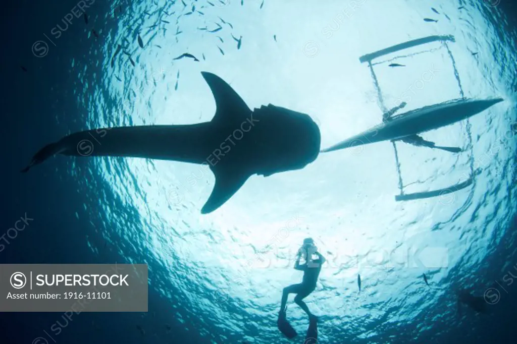 An underwater photographer enjoys a moment with a whale shark (Rhincodon typus) in Oslob, Philippines.