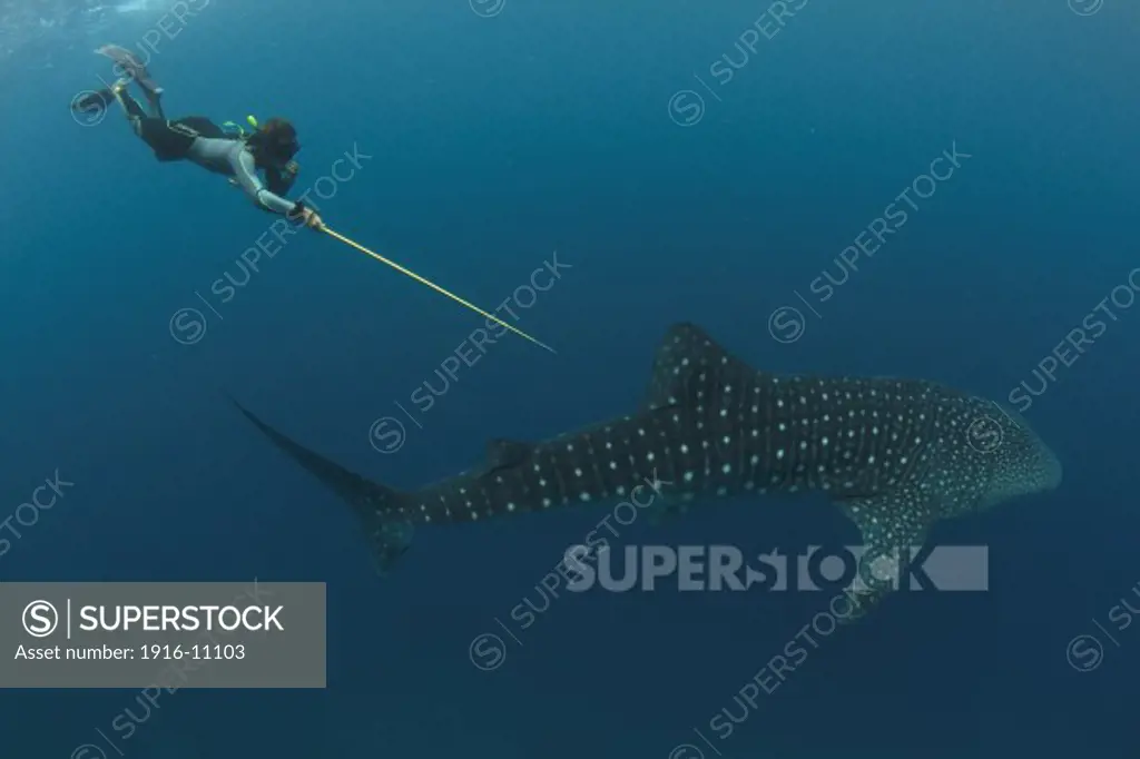 A researcher of  the LAMAVE (large marine vertebrate) project freedives down to get a skin sample of a whale shark (Rhincodon typus) in Southern Leyte.