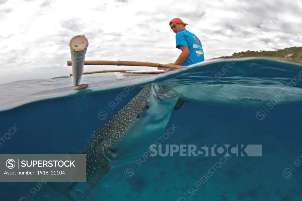 A whale shark (Rhincodon typus) feeder from Oslob, Philippines feeding the biggest fish in the world. This controversial practice has become a major tourist attraction.