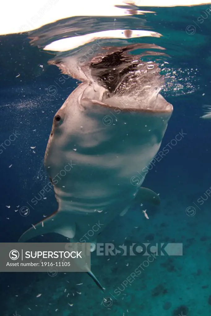 A whale shark (Rhincodon typus) feeding in the Bohol Sea, Philippines. The waters in this region are rich with marine life and whale sharks are a common sight. Although whale sharks are the biggest fish in the world, they mainly feed on plankton.