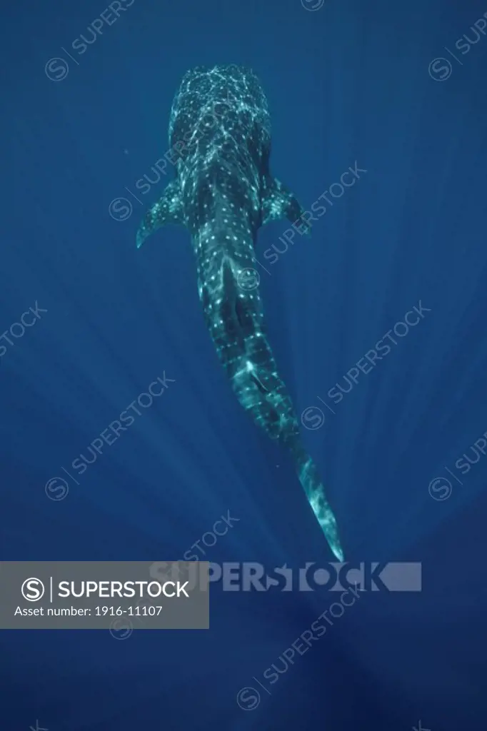 A whale shark (Rhincodon typus) swimming in the deep blue waters of Sogod bay, Southern Leyte, Philippines. The sharks gather here from December till May as the bay fills with plankton. Whale sharks are a major tourist attraction in the Philippines.