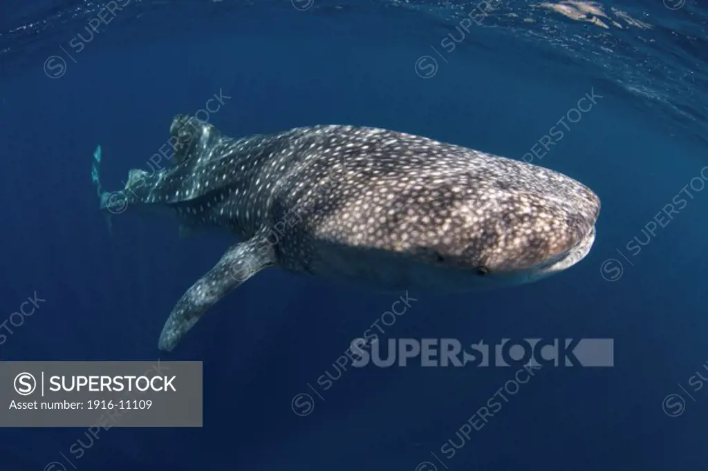 A whale shark (Rhincodon typus) swimming freely in the clear waters of Sogod bay, Philippines.