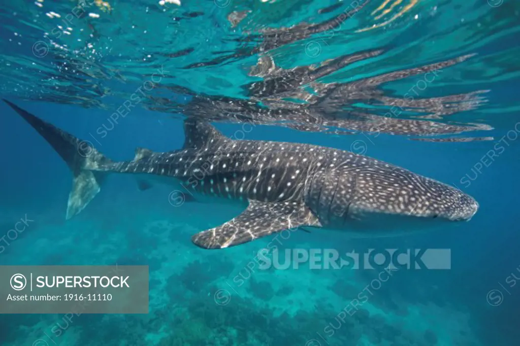 A whale shark (Rhincodon typus) swims in the blue water of the Bohol Sea, Philippines. This region is home to the biggest fish in the world and is an important habitat for this endangered animal.