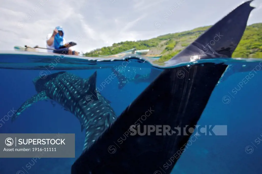 A whale shark (Rhincodon typus) swims underneath a researcher in a small boat in the Bohol Sea, Philippines