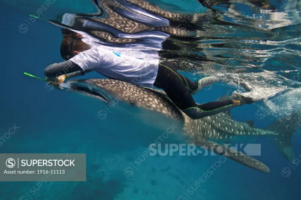 A whale shark researcher collecting copepods from this shark in the Bohol Sea, Philippines