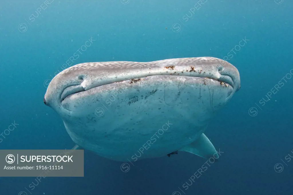 A whale shark (Rhincodon typus) comes close to the camera in the Bohol Sea, Philippines.