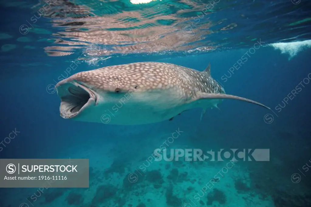 A whale shark (Rhincodon types) feeding in the Bohol Sea, Philippines. The waters in this region are rich with marine life and whale sharks are a common sight. Although whale sharks are the biggest fish in the world, they mainly feed on plankton.