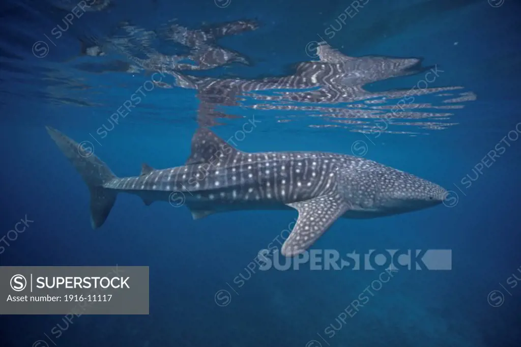 A whale shark (Rhincodon types) swims in the blue water of the Bohol Sea, Philippines. This region is home to the biggest fish in the world and is an important habitat for this endangered animal.