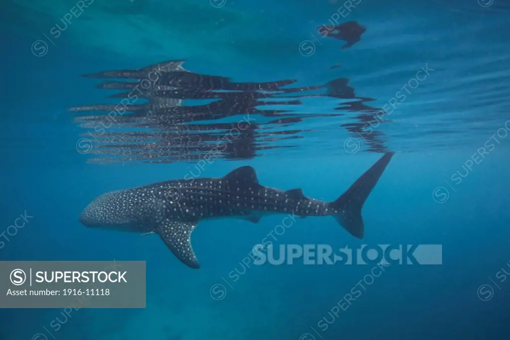 A whale shark (Rhincodon typus) and its reflection in the blue water of the Bohol Sea, Philippines