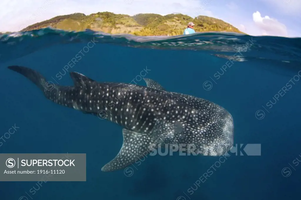A whale shark (Rhincodon types) swims underneath a fisherman's boat. In Oslob, Philippines, fishermen have been feeding whale sharks and made this practice into a controversial tourist attraction since late 2011.