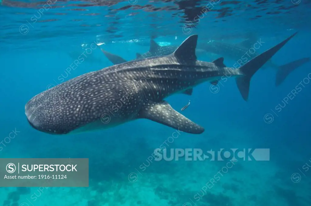 Whale sharks (Rhincodon typus) swimming in the Bohol Sea, an are in the Philippines where many of these huge fish can be found. Whale sharks are the biggest fish in the world and are filter feeders. They also bring in lots of tourist money.