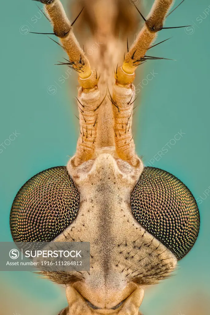 Tipula is a very large insect genus in the fly family Tipulidae. They are commonly known as crane flies or daddy longlegs. Worldwide there are well over a thousand species.