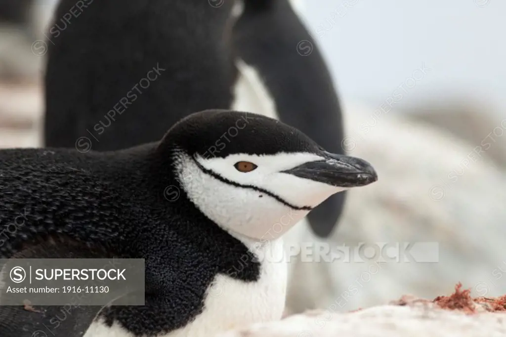 Chinstrap Penguin (Pygoscelis antarctica) portrait. Antarctica Hydrurga Rocks, Palmer Archipelago