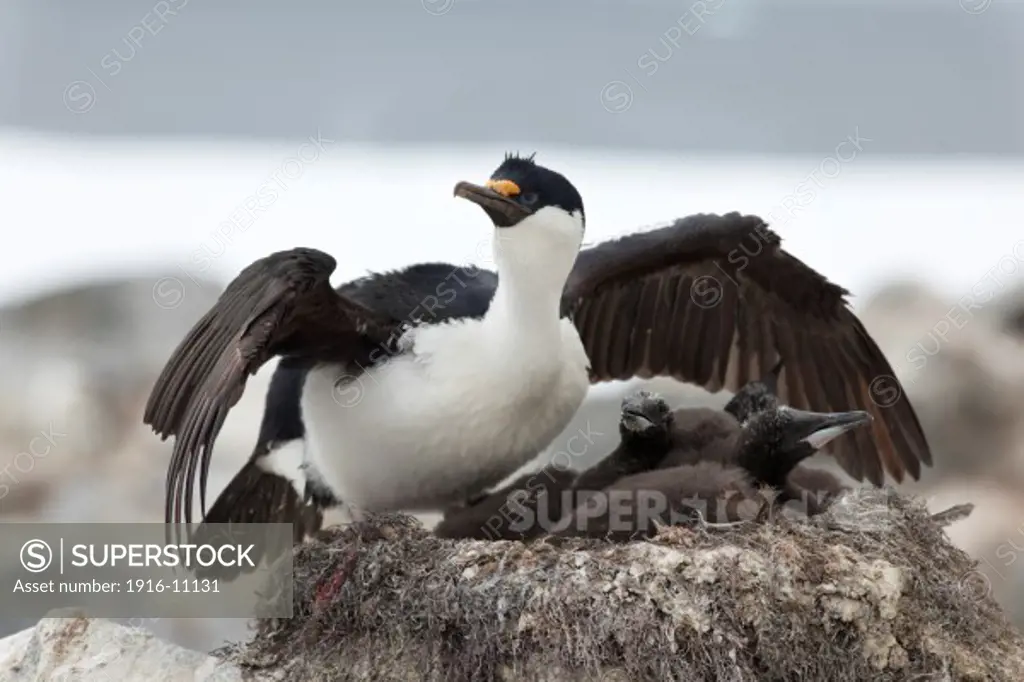 Blue-eyed Cormorant (Phalacrocorax atriceps) or Imperial Shag. Male on nest with chicks in defence pose. Antarctica Hydrurga Rocks, Palmer Archipelago