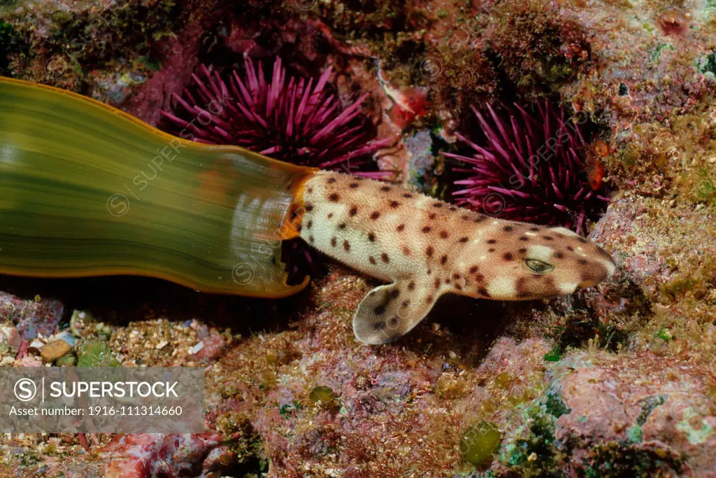 Swell shark, Cephaloscyllium ventriosum, is one of the few sharks to lay an egg . Here a baby emerges from its camouflaged egg case that resembles a blade of kelp, California, Pacific Ocean