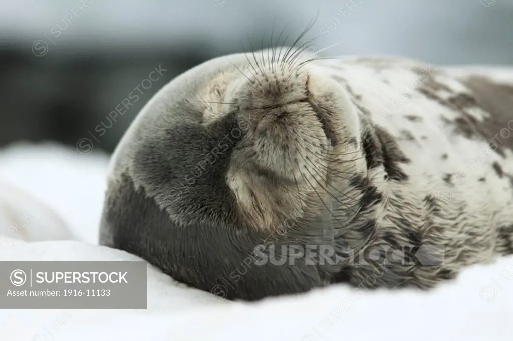 Weddell Seal (Leptonychotes weddellii) asleep on floating ice pad. Antarctica Hydrurga Rocks, Palmer Archipelago