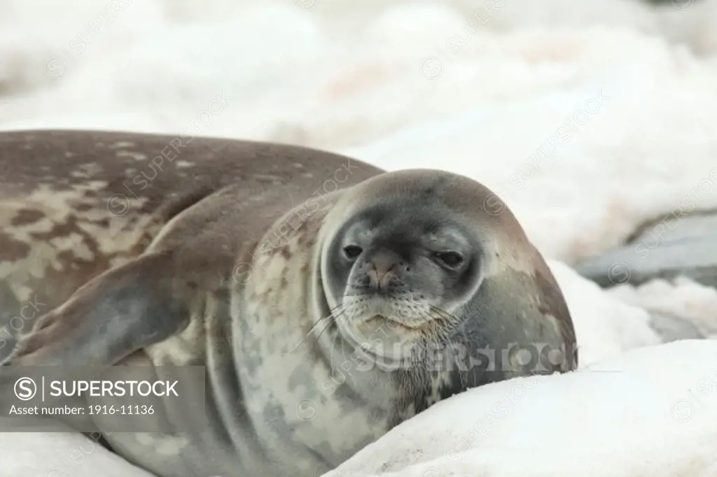 Weddell Seal (Leptonychotes weddellii) Antarctica Hydrurga Rocks, Palmer Archipelago