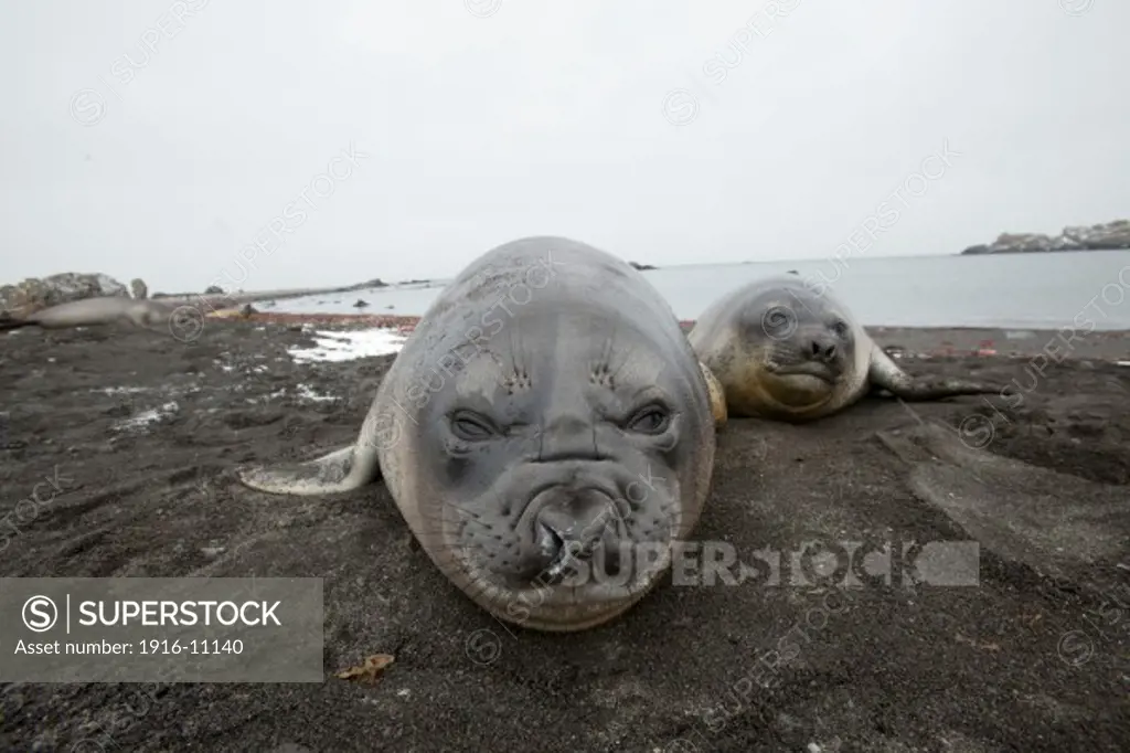 Southern Elephant Seal (Nirounga leonina) pups resting on beach. Antarctica Elephant Point, Livingston Island
