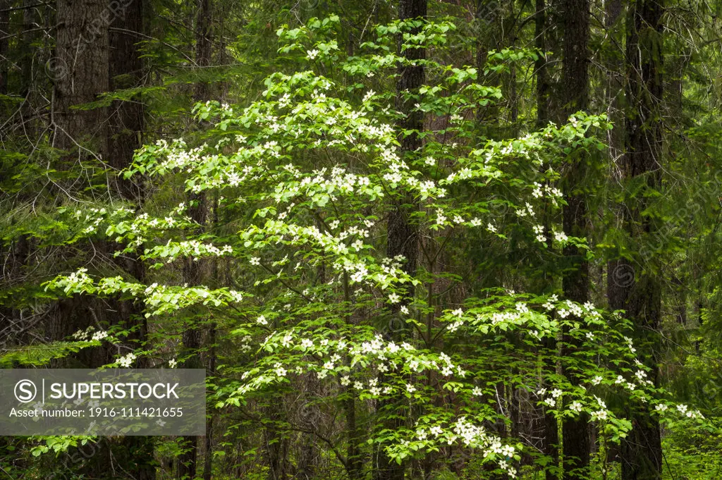 Pacific Dogwood tree, Cornus nuttallii; Rogue River-Siskiyou National Forest, Cascade Mountains, Oregon.