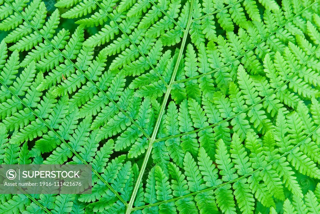 Wood fern leaves (Dryopteris expansa).