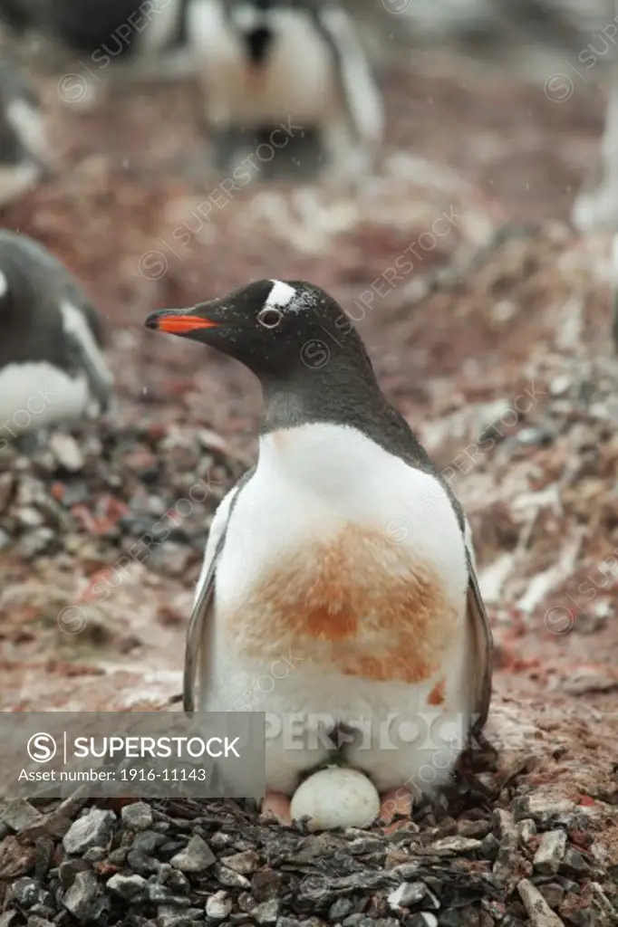 Gentoo Penguin (Pygoscelis papua) with egg on nest mound. Antarctica Elephant Point, Livingston Island