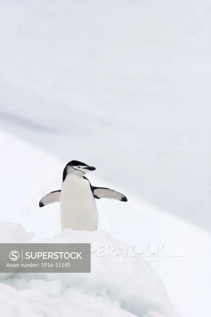Chinstrap Penguin (Pygoscelis antarctica) Antarctica Hydrurga Rocks, Palmer Archipelago