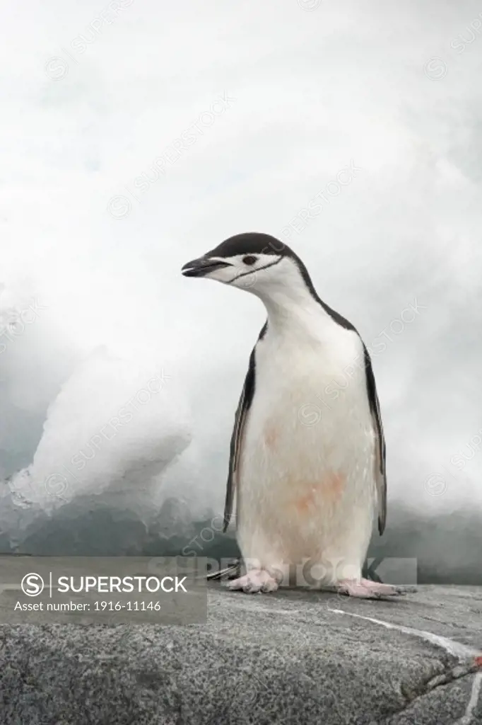 Chinstrap Penguin (Pygoscelis antarctica)  havingg a territorial dispute with a Blue-eyed Cormorant (Phalacrocorax atriceps) Antarctica Hydrurga Rocks, Palmer Archipelago