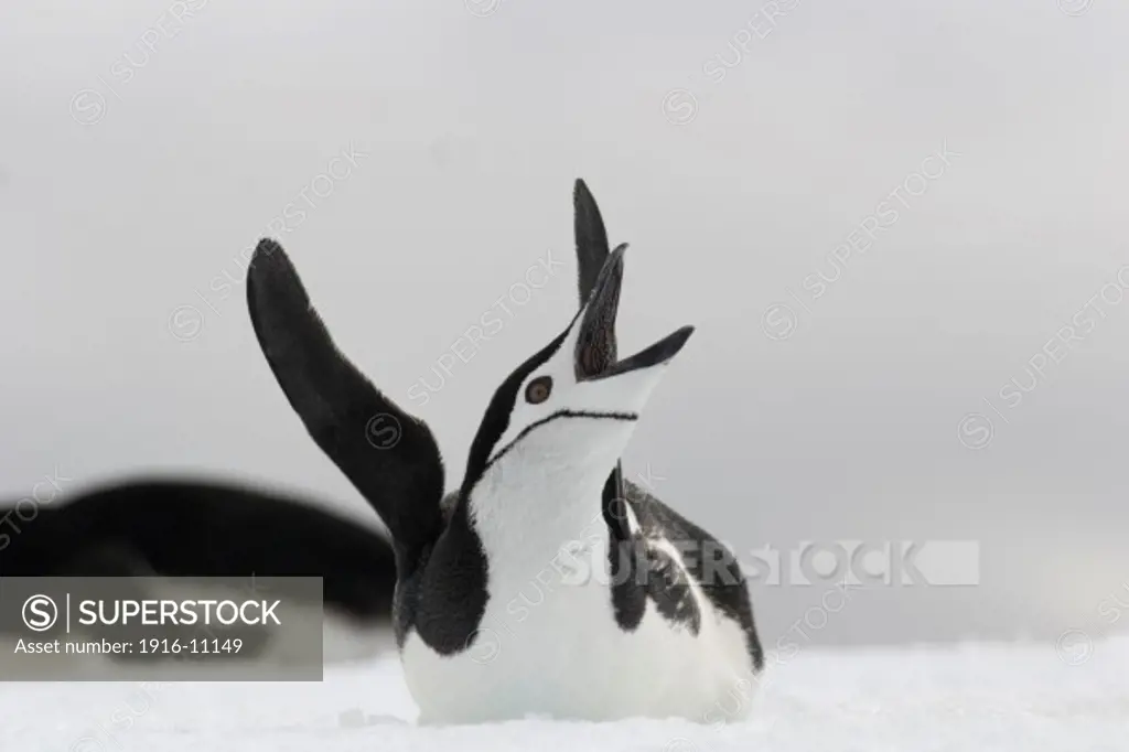 Chinstrap Penguin (Pygoscelis antarctica) calling. Antarctica Hydrurga Rocks, Palmer Archipelago