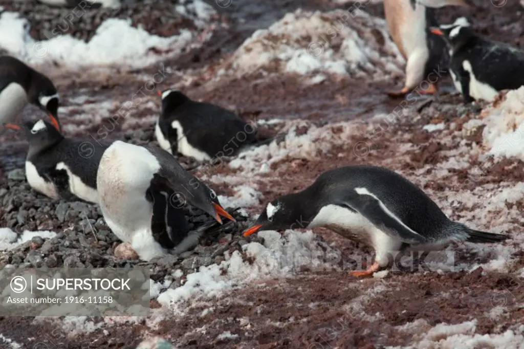 Gentoo Penguins (Pygoscelis papua) nesting on bare rocky area covered in penguin guano, stained red by their diet of krill. Female penguin warning off male attempting to steal a small rock from her nest mound. Antarctica Cuverville Island, Gerlache Strait