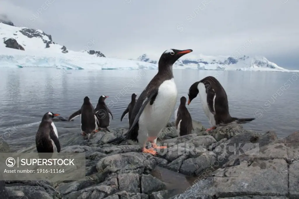 Gentoo Penguins (Pygoscelis papua) on rocky shoreline. Antarctica Neko Harbour, Andvord Bay, Graham Land, Antarctic Peninsula