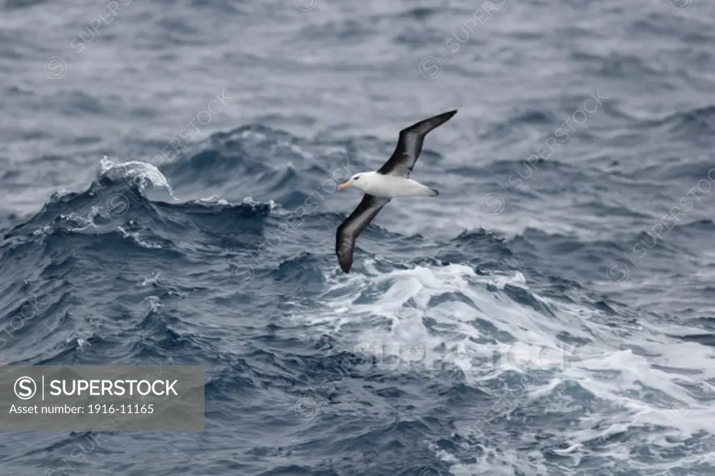 Black-browed Albatross (Thalassarche melanophris) Antarctica Drake Passage