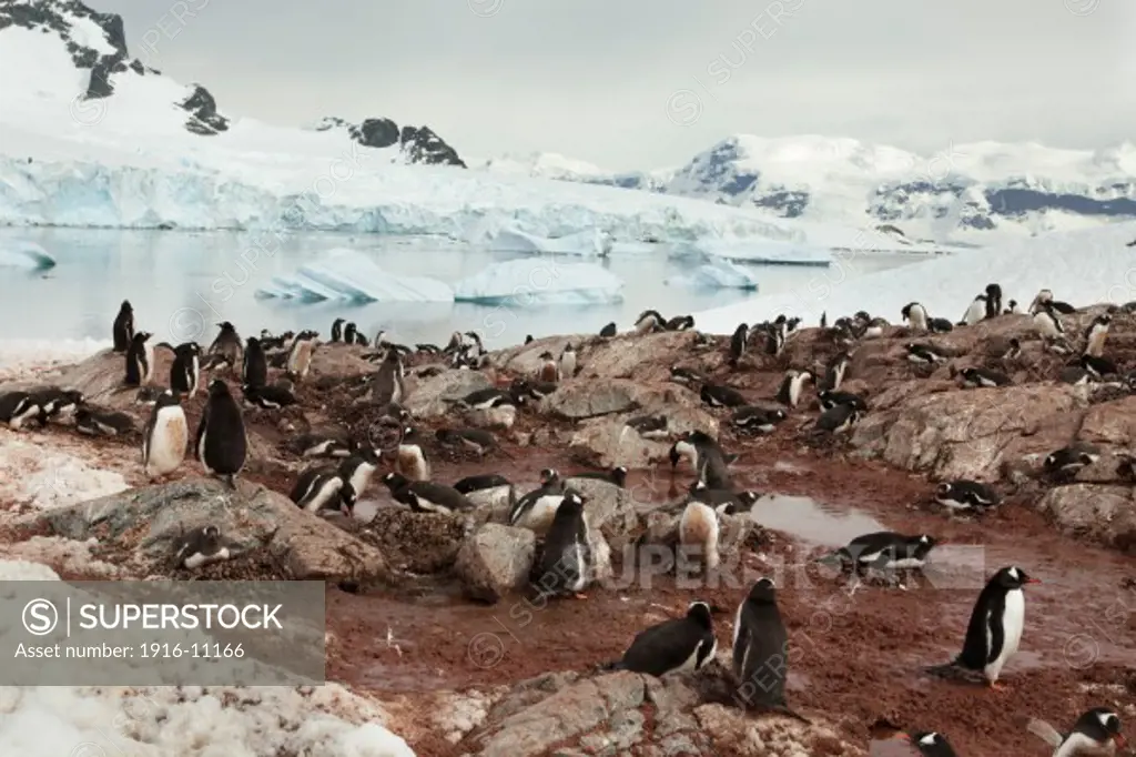 Gentoo Penguin (Pygoscelis papua) colony. Antarctica Neko Harbour, Andvord Bay, Graham Land, Antarctic Peninsula