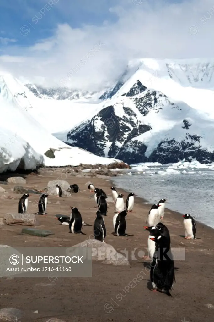 Gentoo Penguins (Pygoscelis papua) on sandy shoreline. Antarctica Neko Harbour, Andvord Bay, Graham Land, Antarctic Peninsula