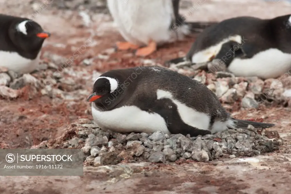 Gentoo Penguin (Pygoscelis papua) on nest mound made from small rocks gathered from the surrounding rocky area. Antarctica Cuverville Island, Gerlache Strait