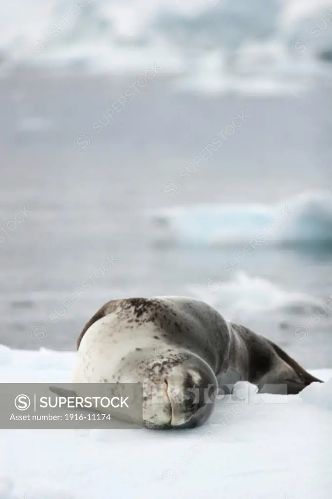 Leopard Seal (Hydrurga leptonyx) sleeping on small float ice pad. Antarctica King George Island