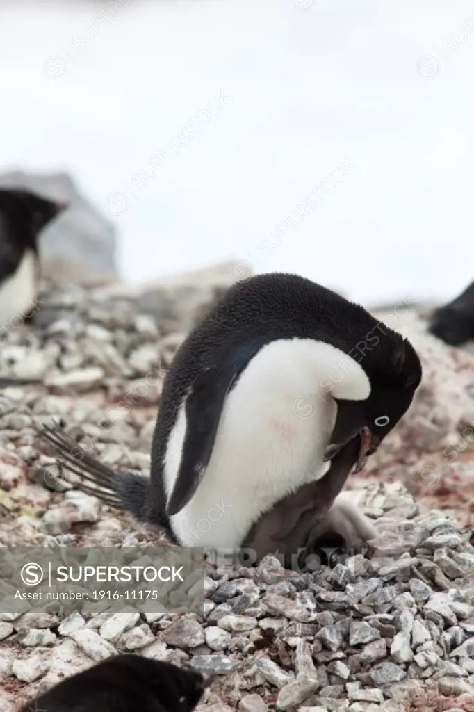 Adelie Penguin (Pygoscelis adeliae) regurgitating krill to feed chick. Antarctica King George Island