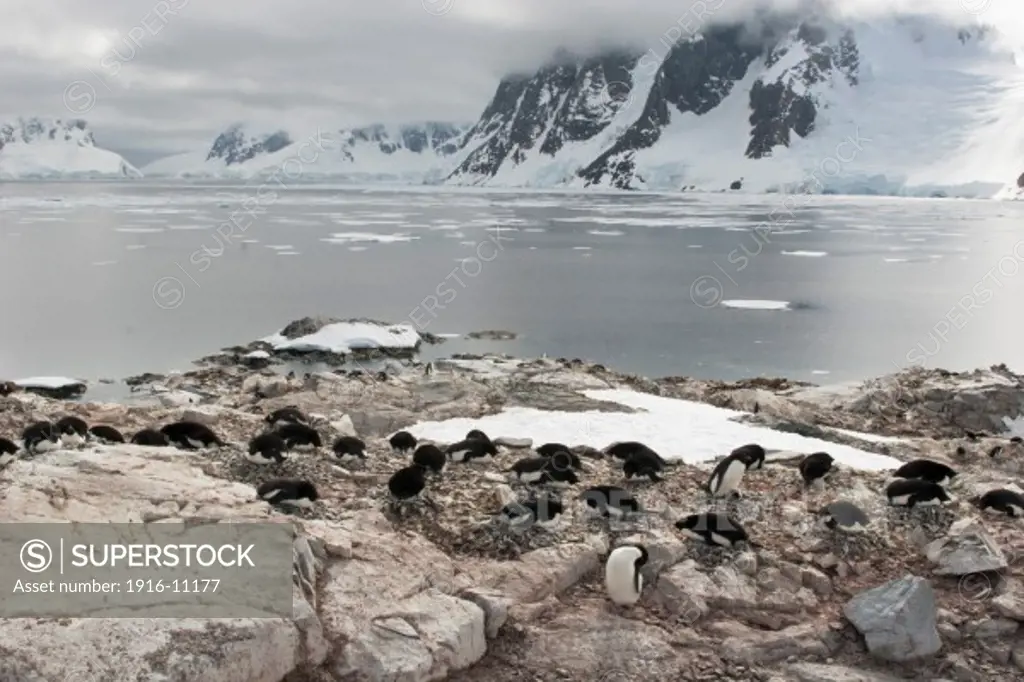 Gentoo Penguins (Pygoscelis papua) nesting on rocky outcrop overlooking bay. Antarctica Cuverville Island, Gerlache Strait