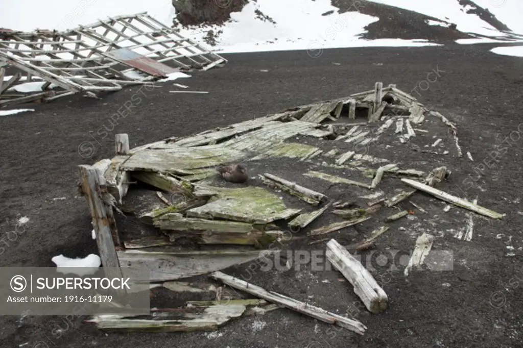 Whaling skiff, at abandoned whaling station, with Great Skua (Stercorarius skua) resting on the collapsed deck. Antarctica Deception Island