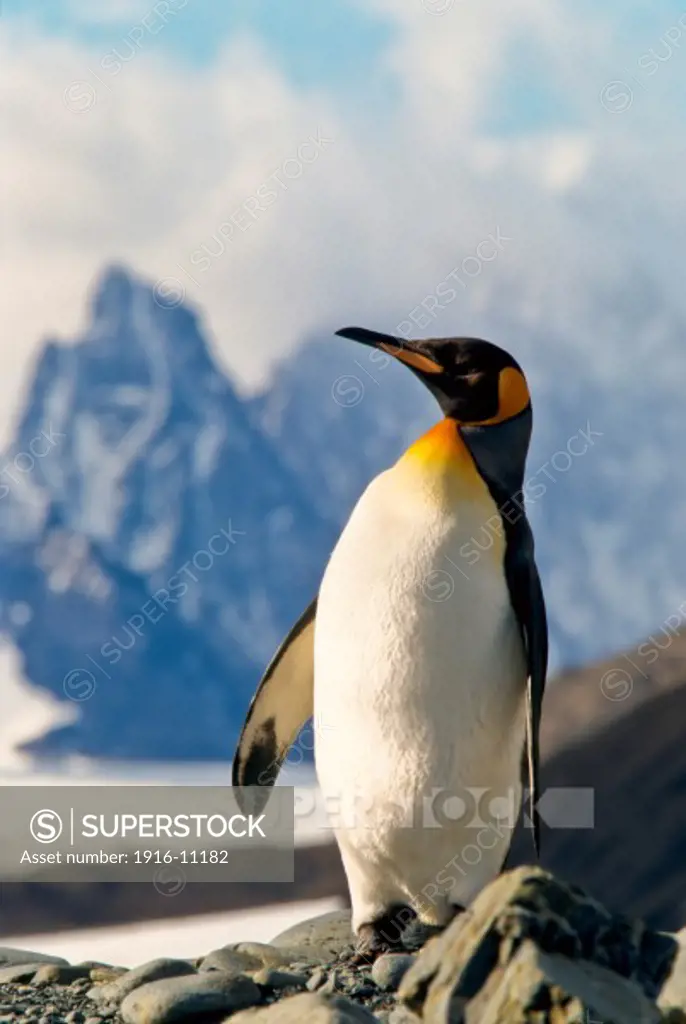 King penguin at Fortuna Bay, South Georgia Island, Antarctica, Penguin standing in front of mountain backdrop