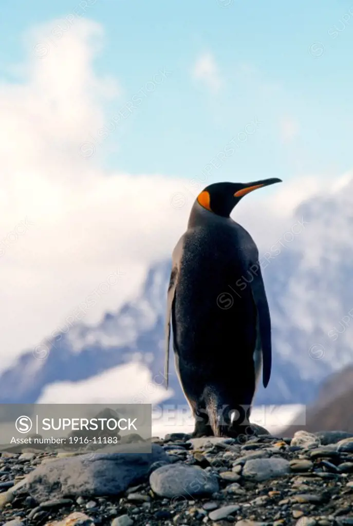 King penguin at Fortuna Bay, South Georgia Island, Antarctica. Penguin standing in front of mountain backdrop
