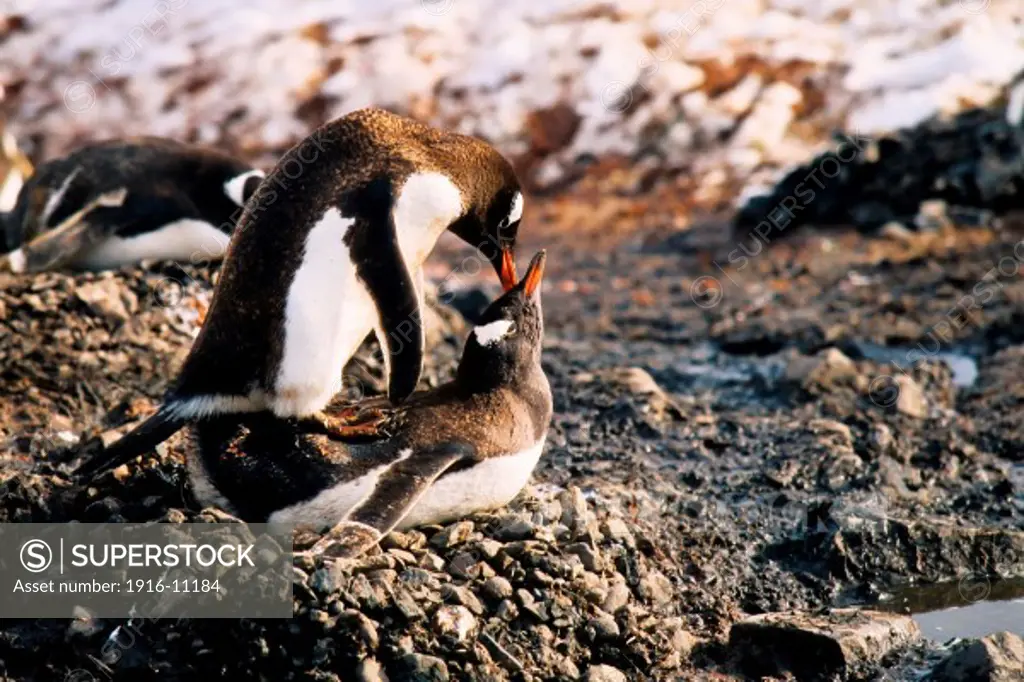 Gentoo penguins mating at Paradise Bay, Antarctica