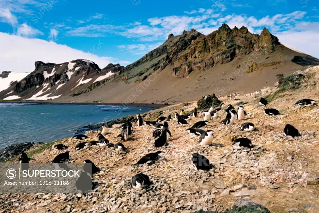 Chinstrap penguins at Hannah Point, Antarctica