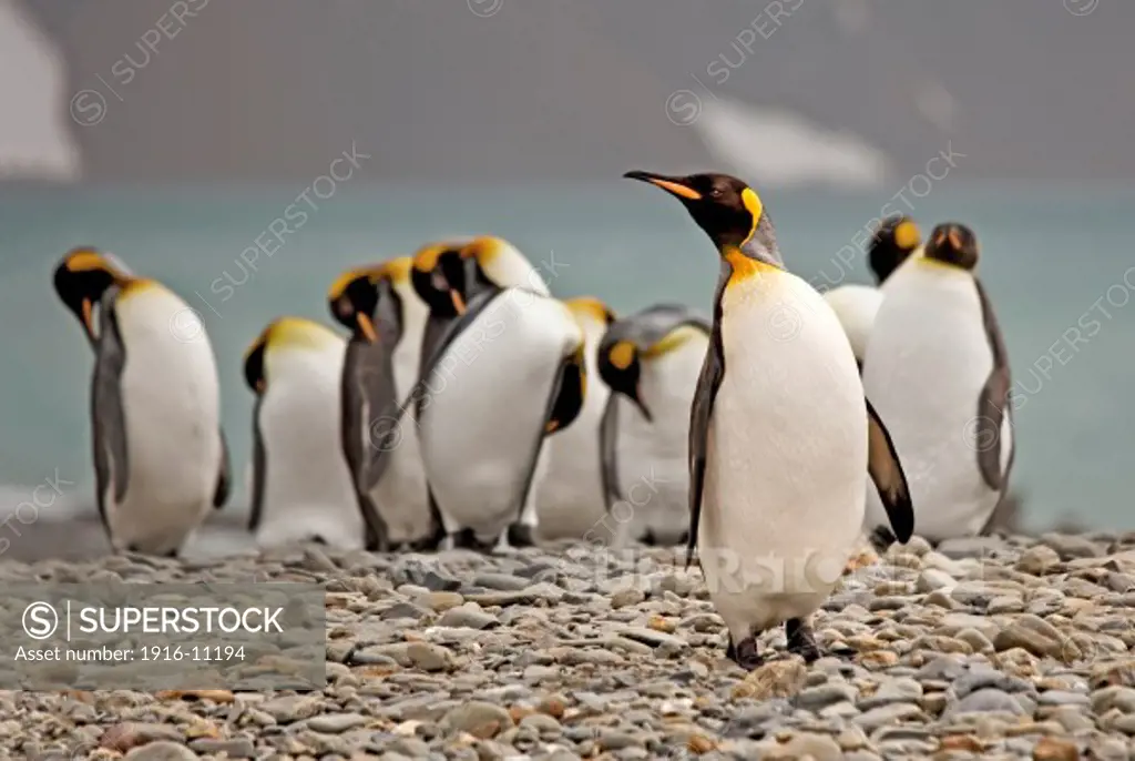 King penguins at Fortuna Bay on South Georgia Island, Antarctica. One penguin at front and group of penguins behind