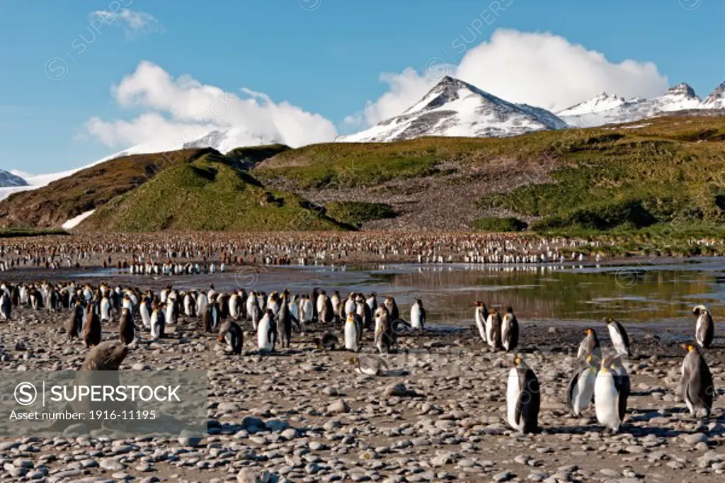 King penguins at Salisbury Plain, South Georgia Island, Antarctica Large number of penguins and mountain scenery