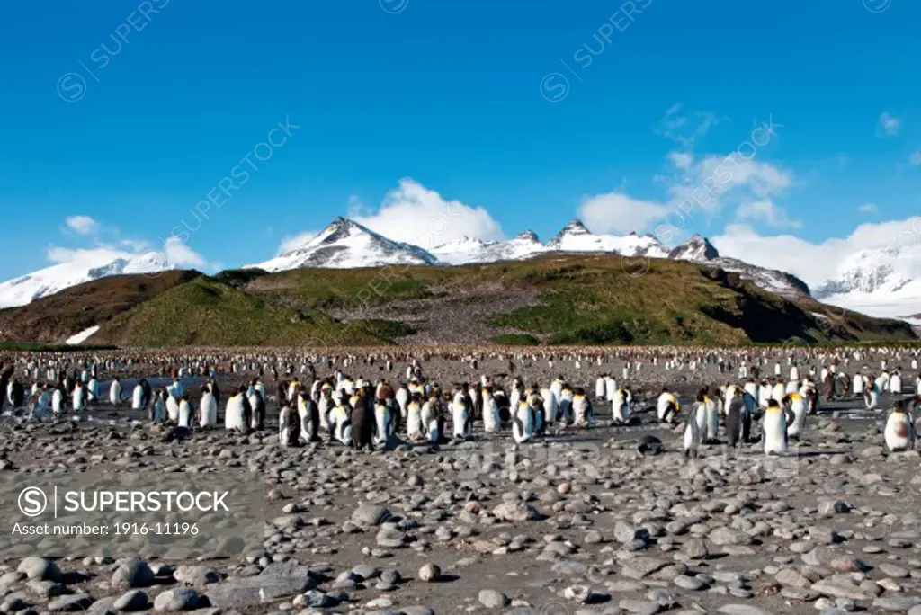 King penguins at Salisbury Plain, South Georgia Island, Antarctica. Large number of penguins and mountain scenery